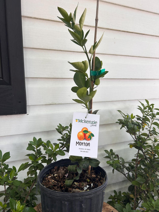 1 Gallon Morton Citrange