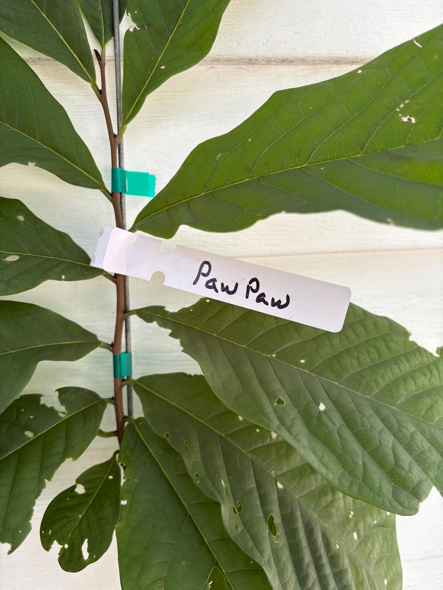 American Paw Paw