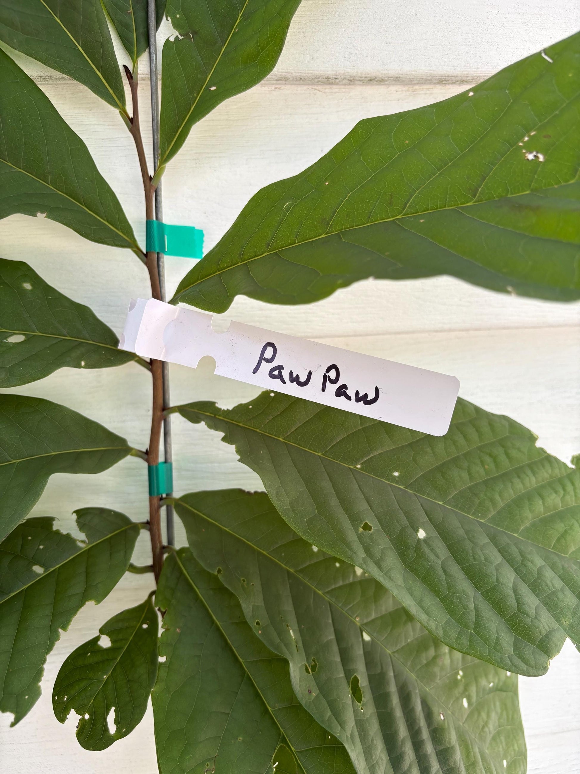 American Paw Paw