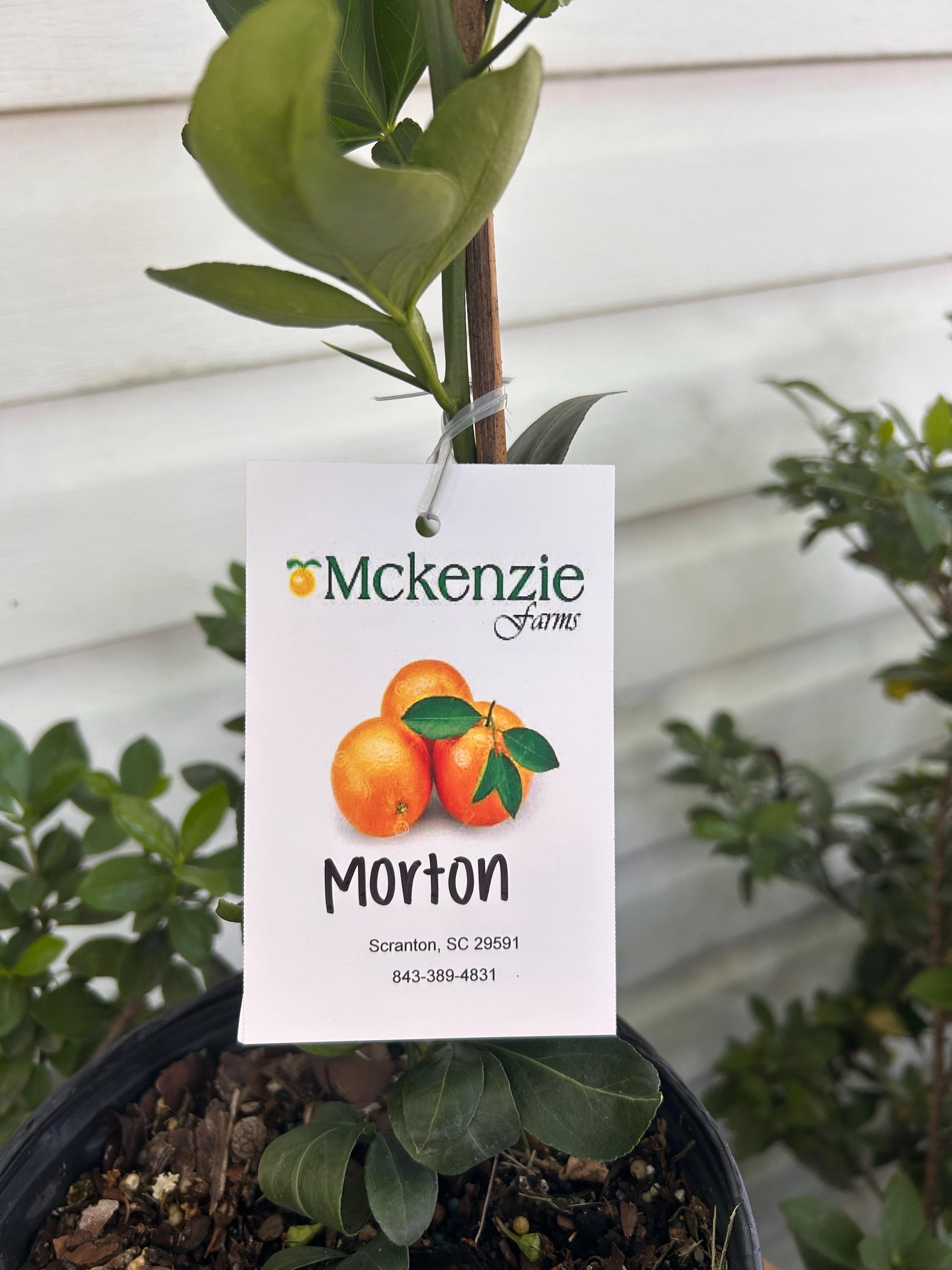 1 Gallon Morton Citrange
