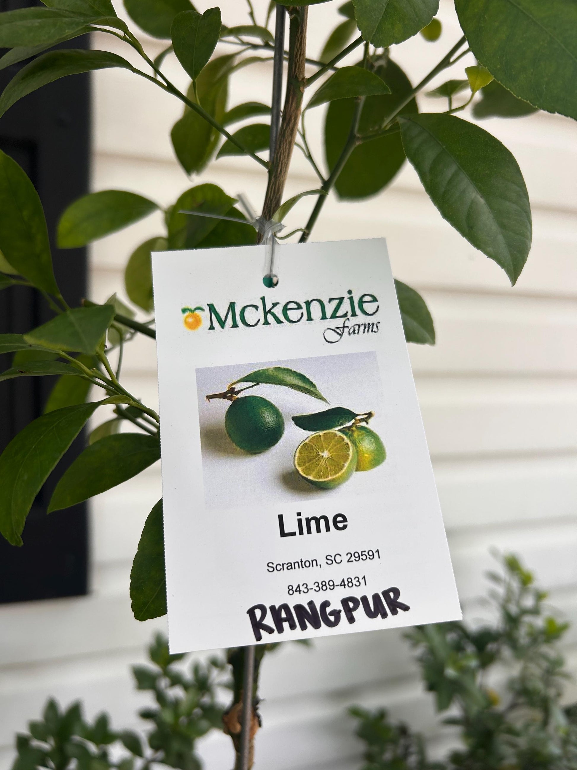 1 Gallon Rangpur Lime Tree