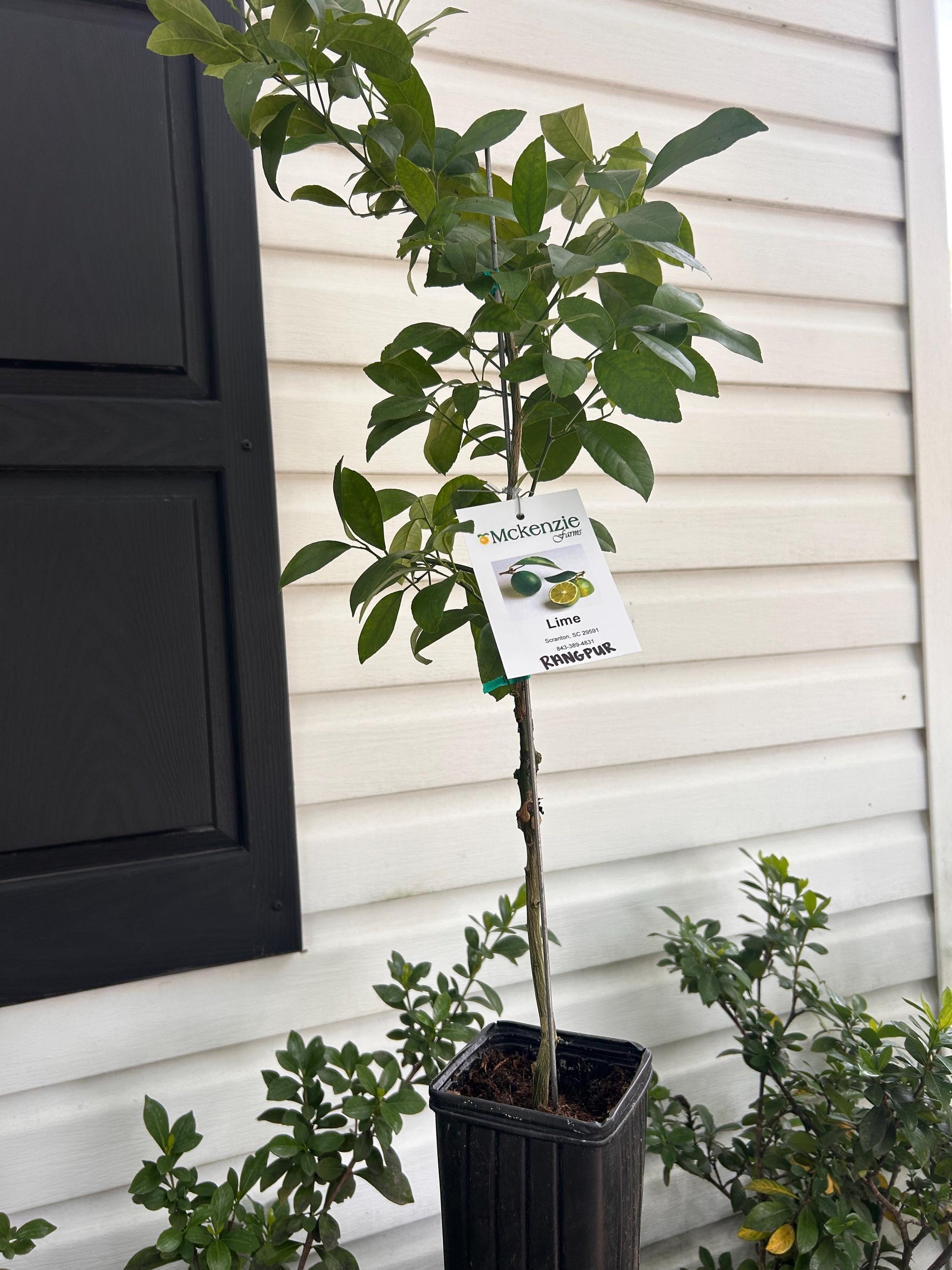 1 Gallon Rangpur Lime Tree