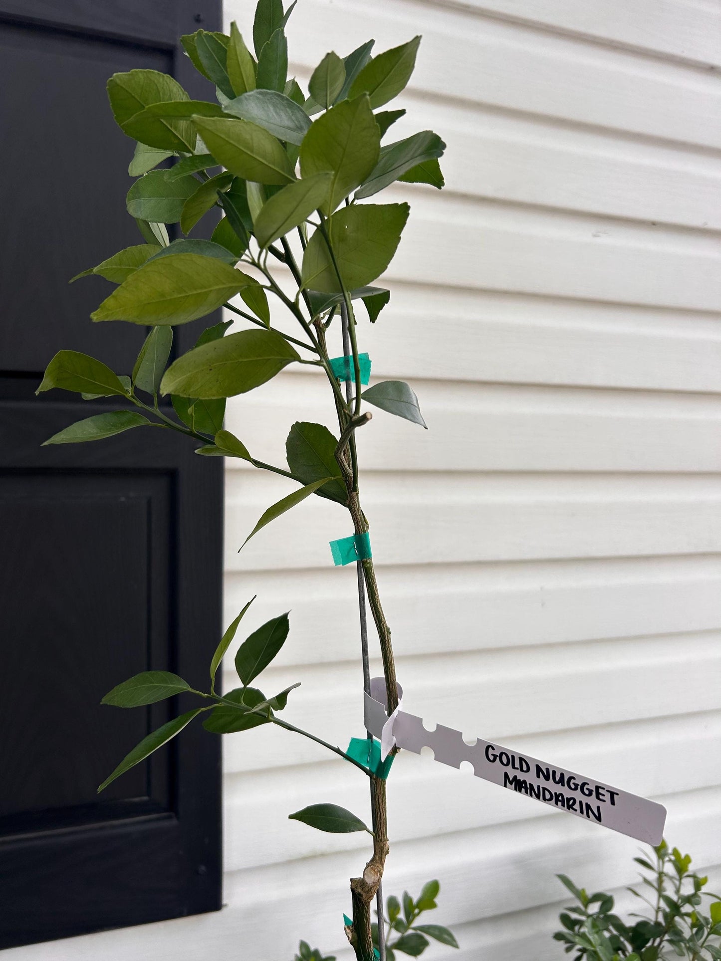 1 Gallon Gold Nugget Mandarin Tree