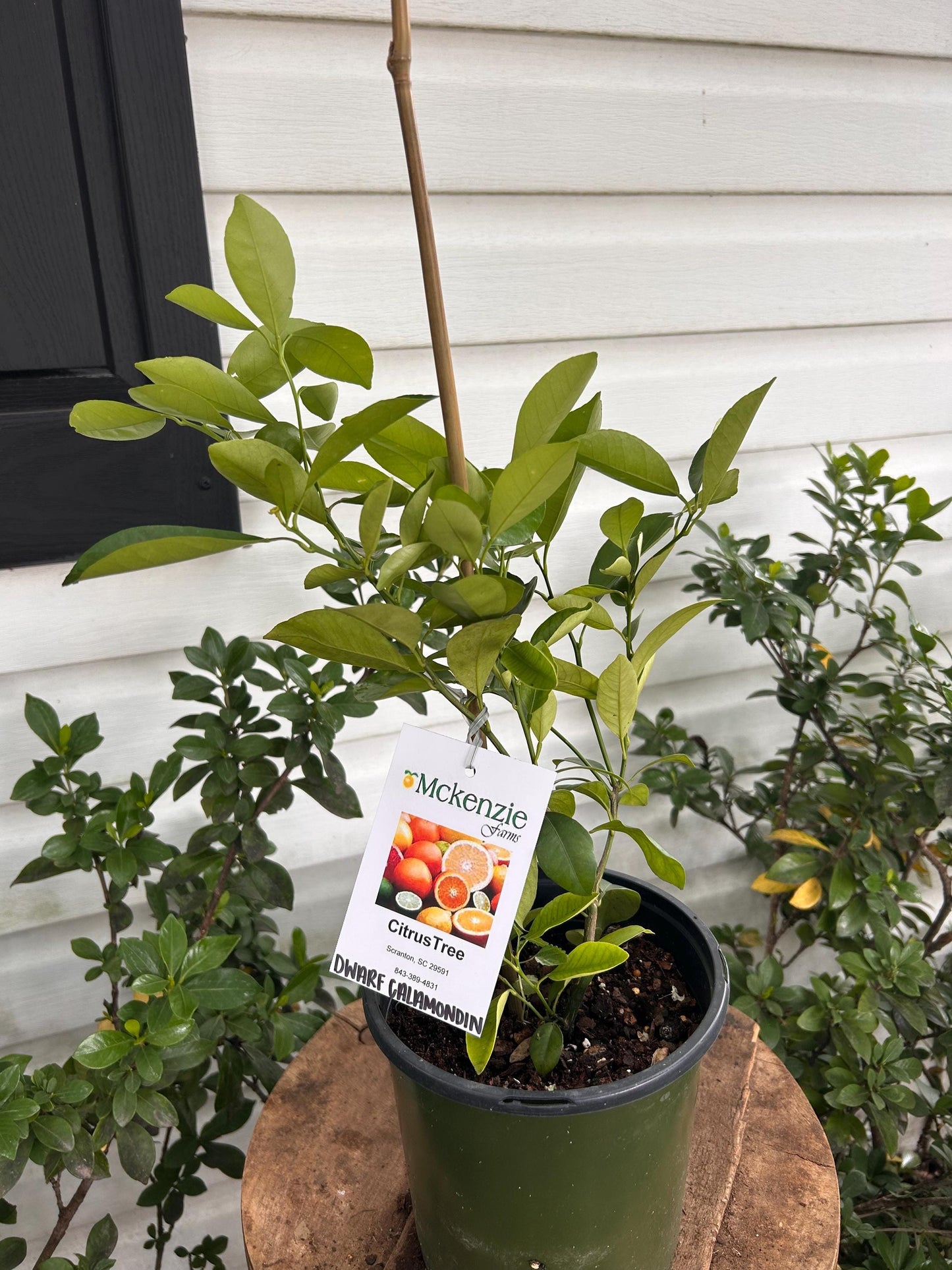 1 Gallon Dwarf Calamondin