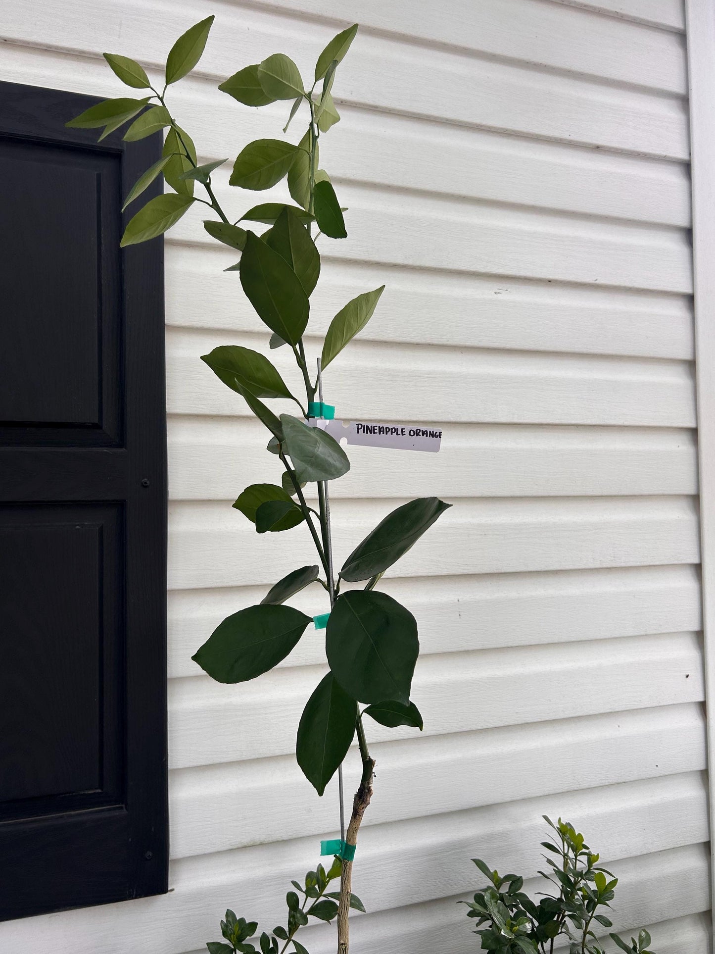 1 Gallon Pineapple Orange Tree