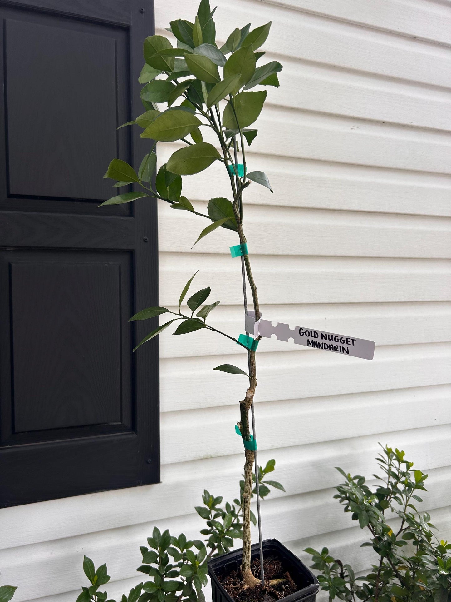1 Gallon Gold Nugget Mandarin Tree