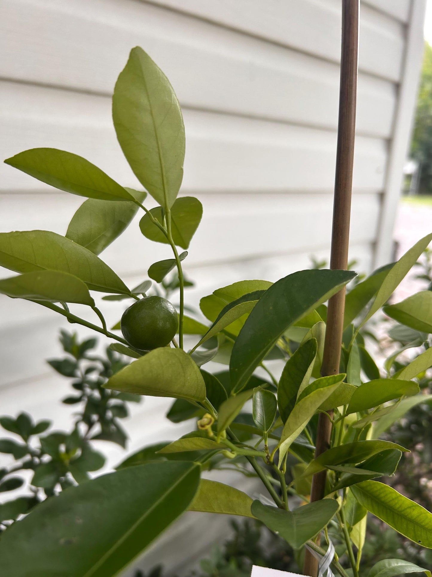 1 Gallon Dwarf Calamondin