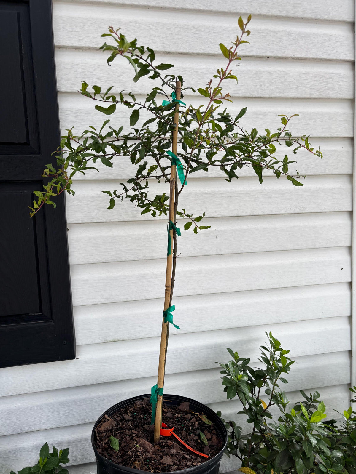 3 Gallon Russian Hardy Pomegranate (Azadi)