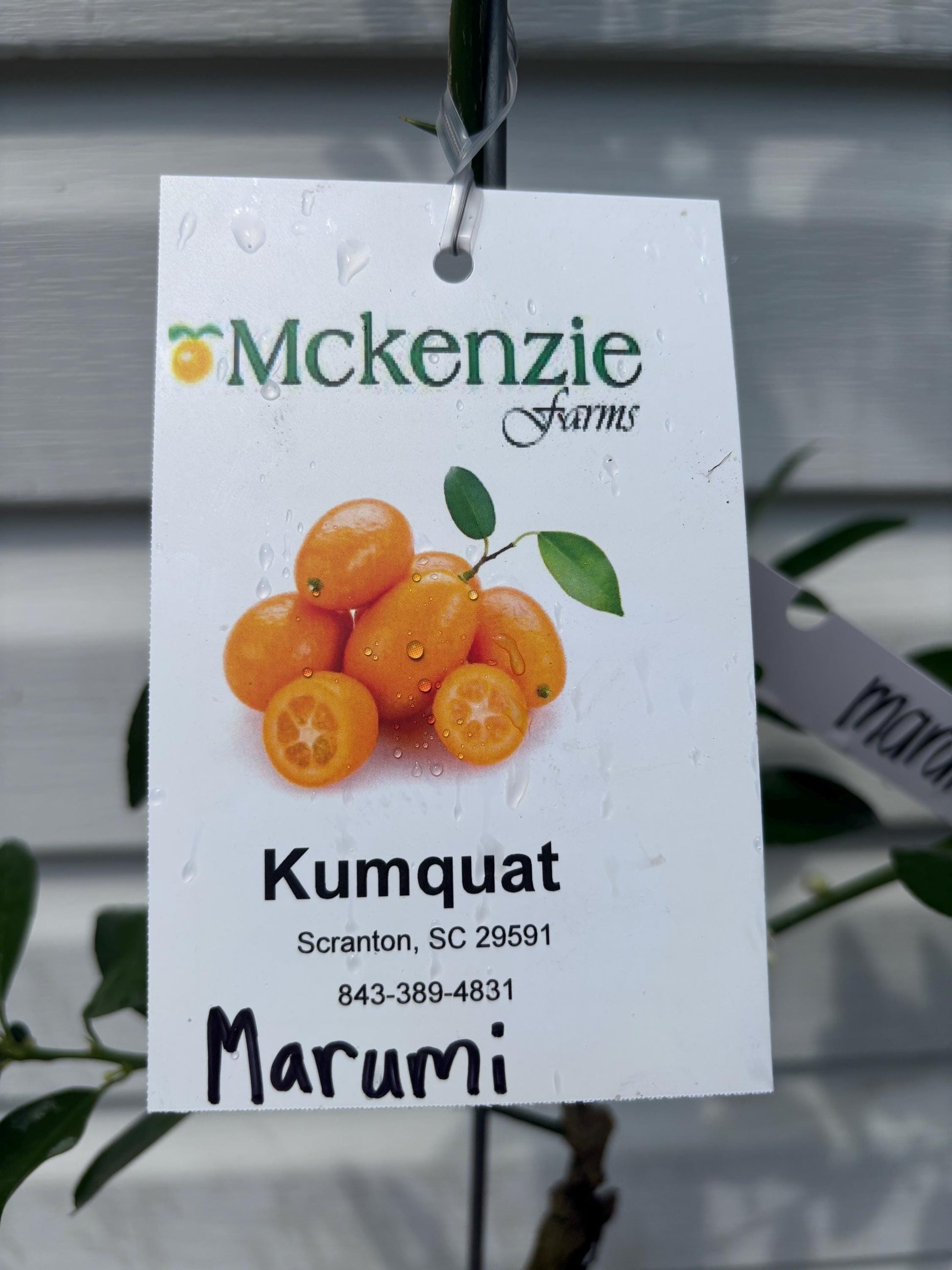 One Gallon Marumi Kumquat