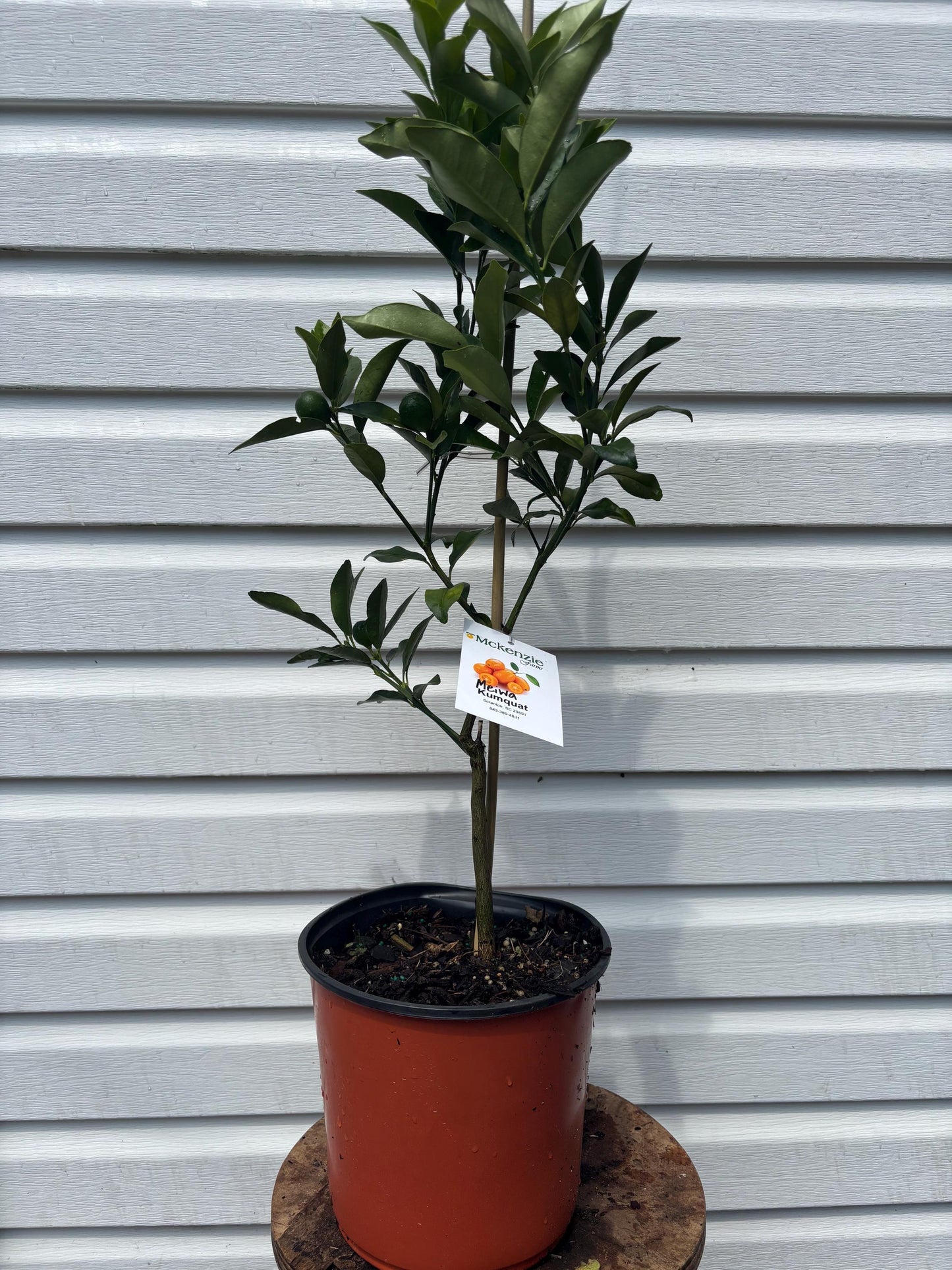 Two Gallon Meiwa Kumquat