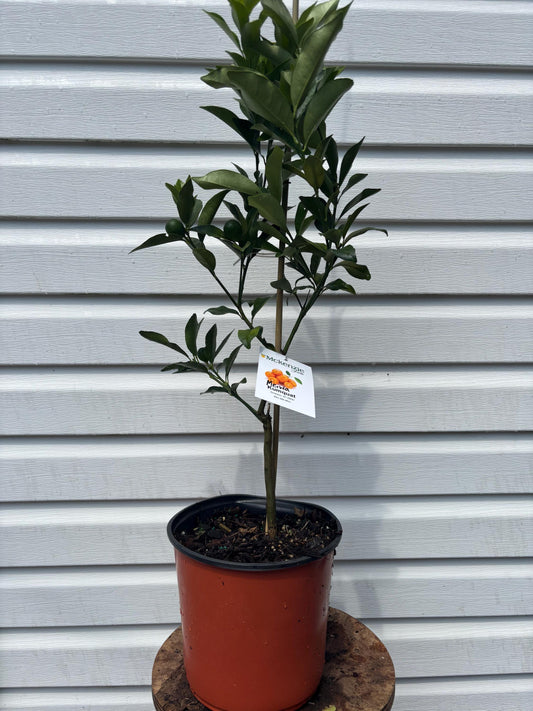 Two Gallon Meiwa Kumquat