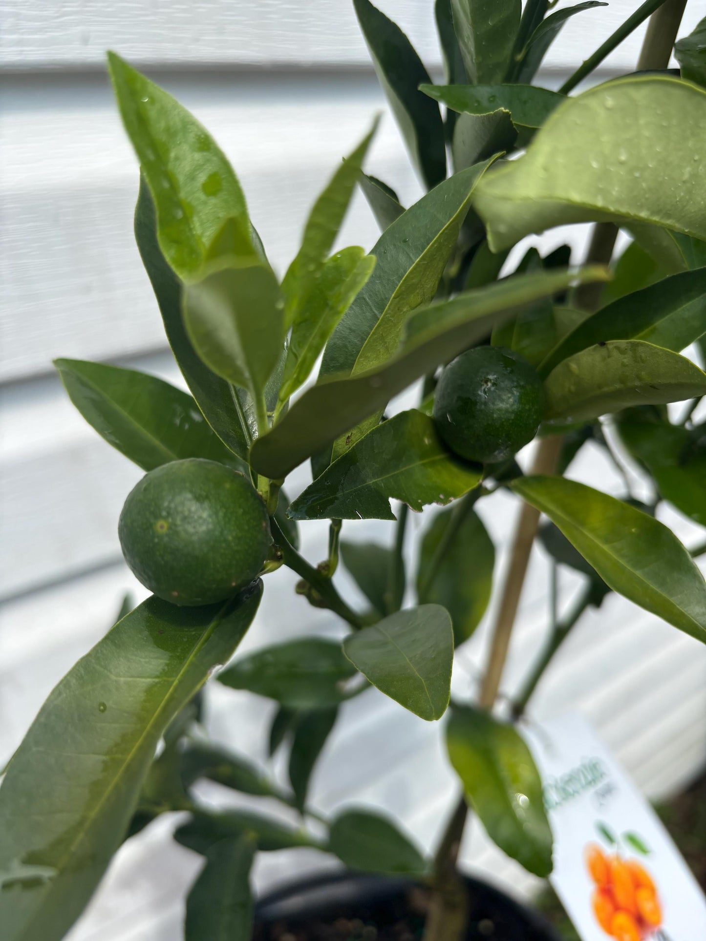 Two Gallon Meiwa Kumquat