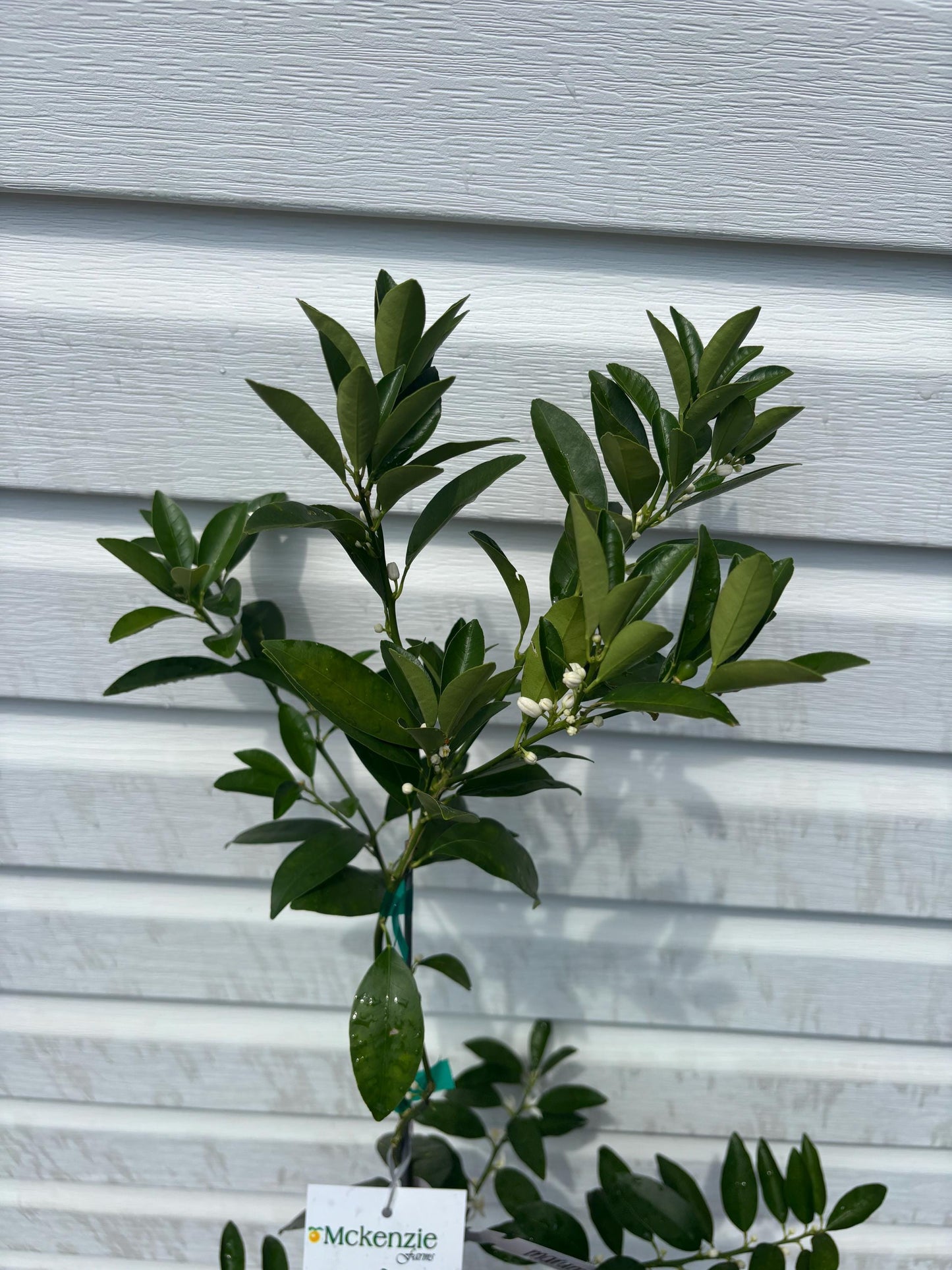 One Gallon Marumi Kumquat