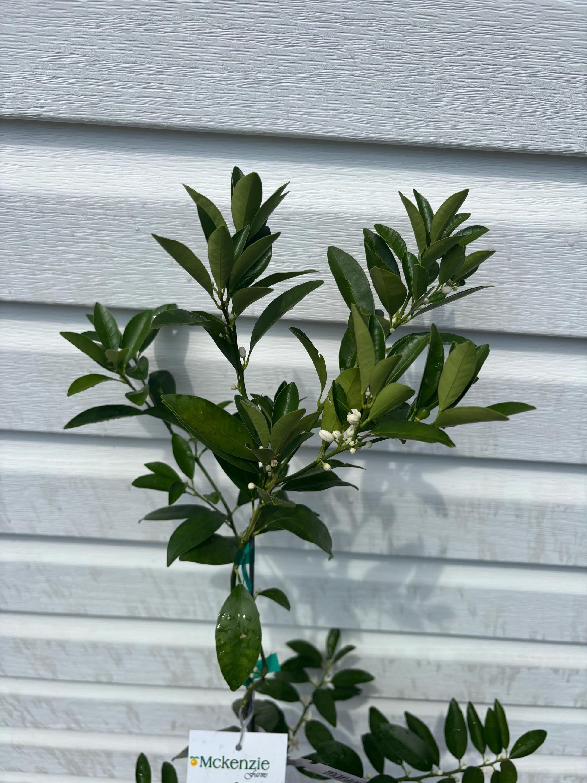 One Gallon Marumi Kumquat