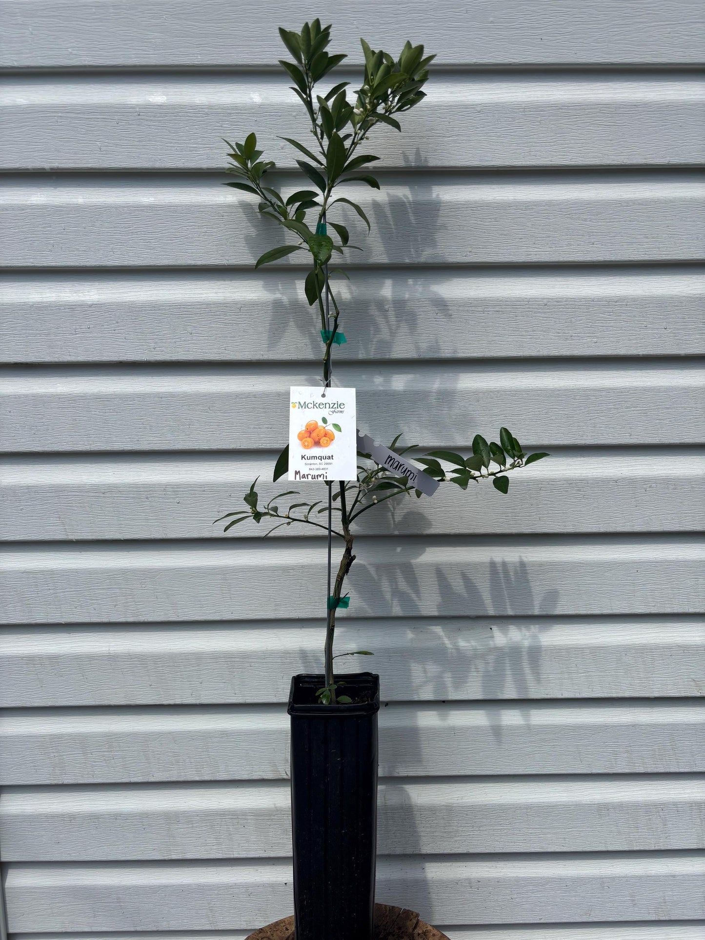 One Gallon Marumi Kumquat
