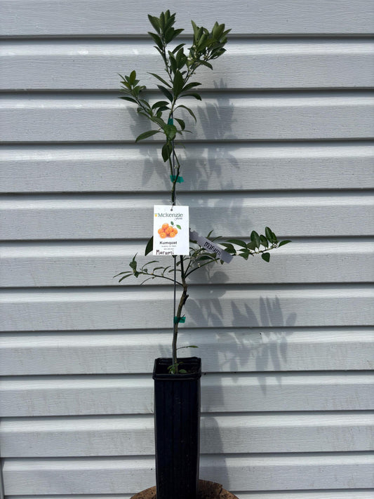 One Gallon Marumi Kumquat