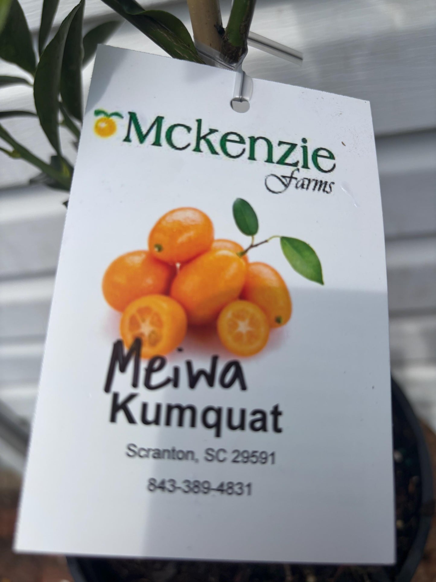 Two Gallon Meiwa Kumquat