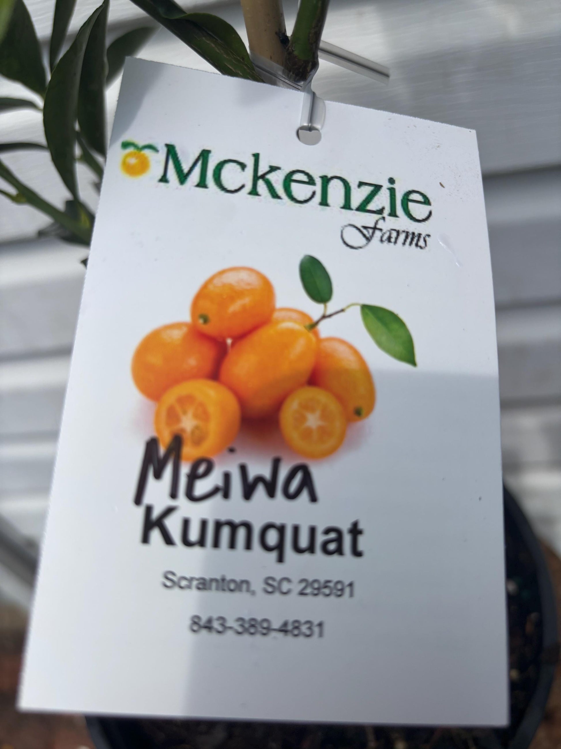 Two Gallon Meiwa Kumquat