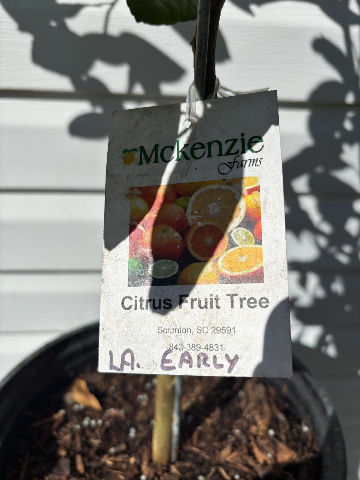 3 Gallon LA Early Satsuma