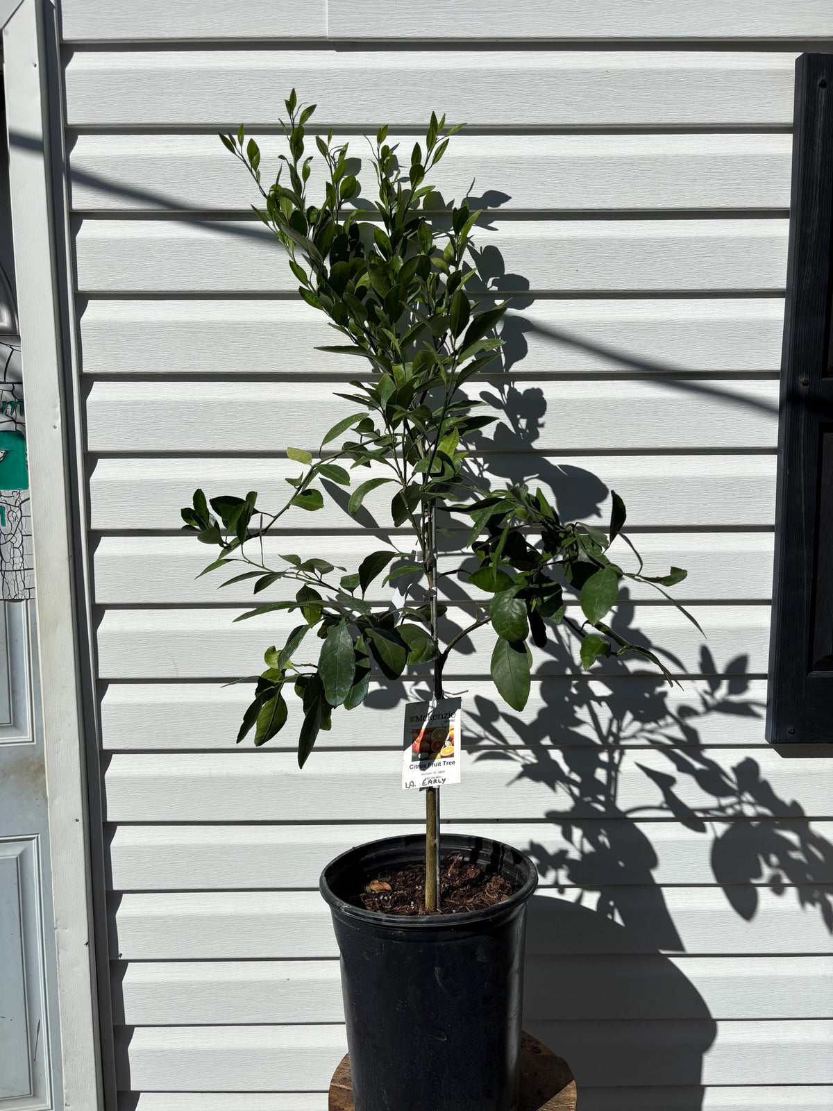 3 Gallon LA Early Satsuma