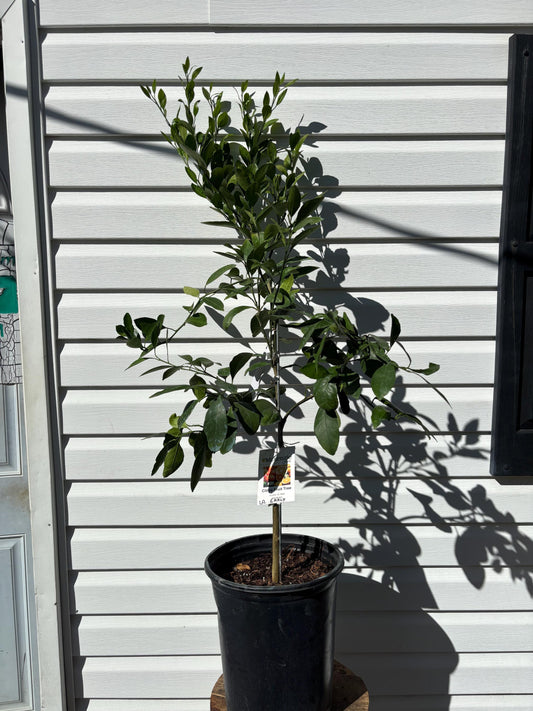 3 Gallon LA Early Satsuma