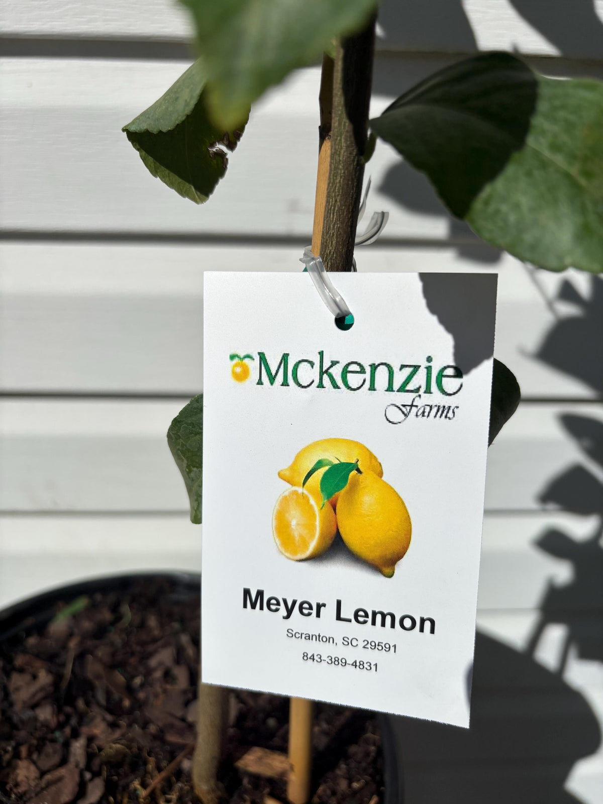 2 Gallon Meyer Lemon