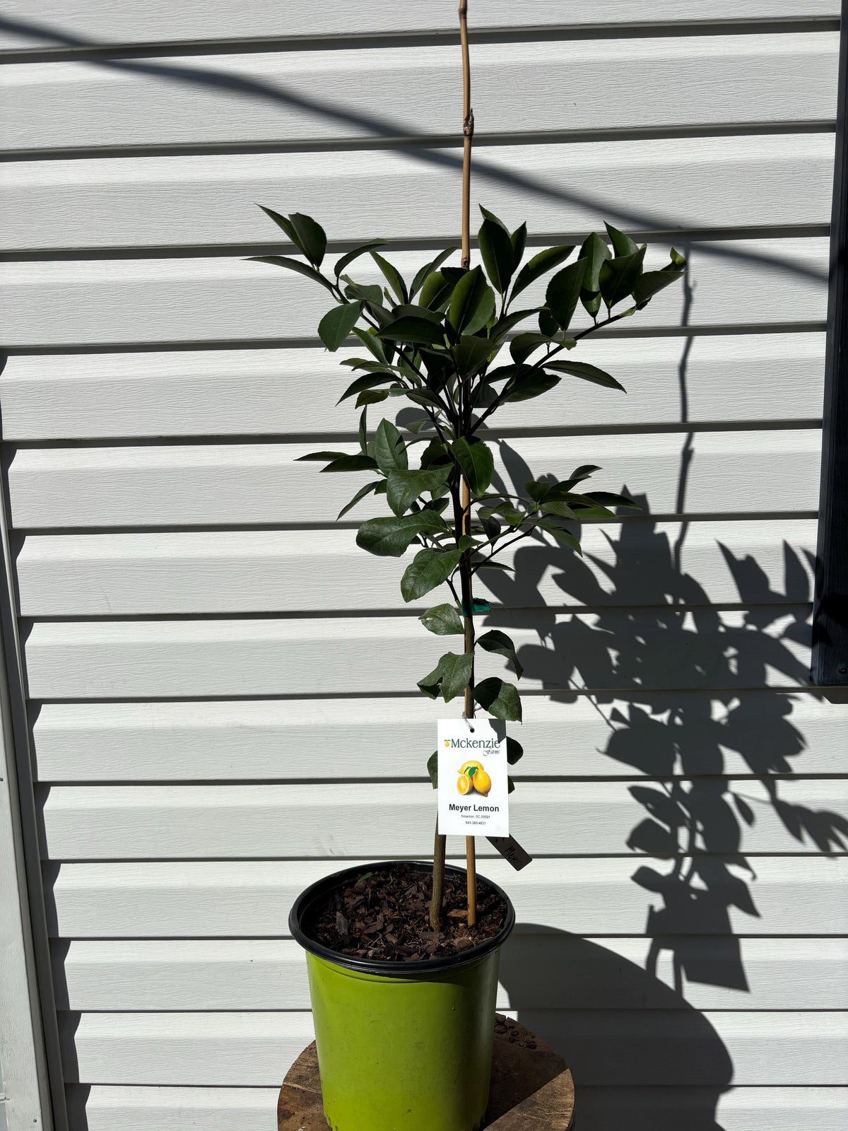 2 Gallon Meyer Lemon