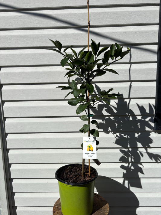 2 Gallon Meyer Lemon