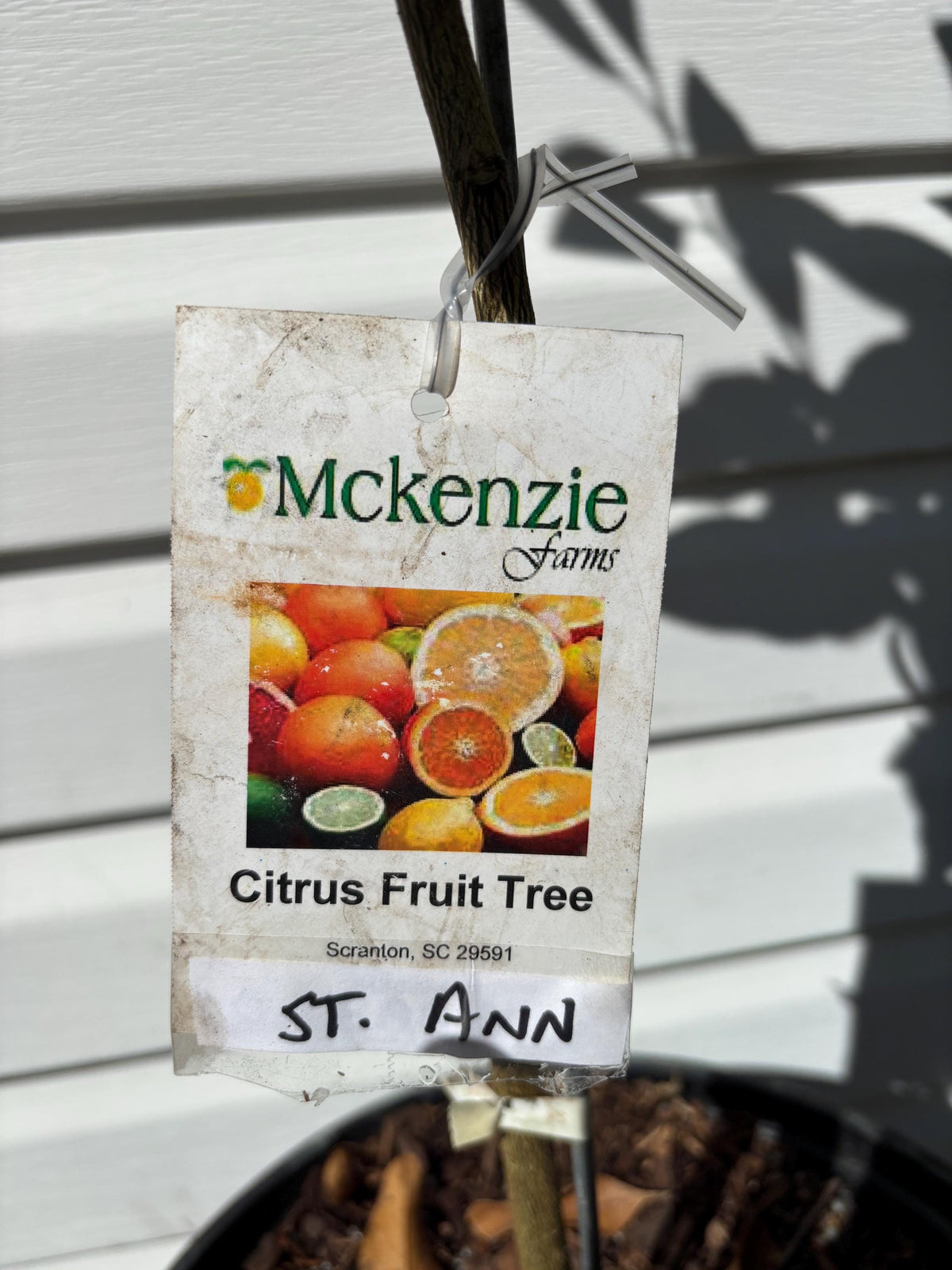 3 Gallon ST Ann Satsuma