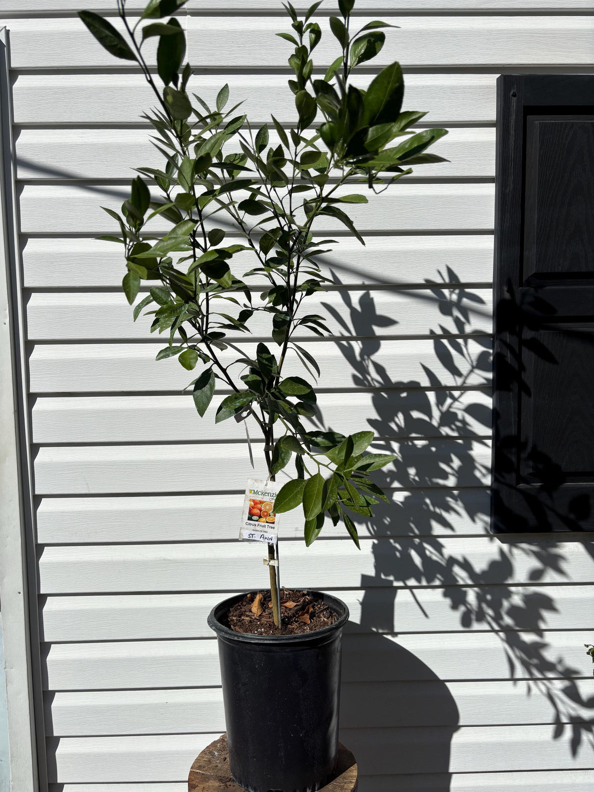 3 Gallon ST Ann Satsuma
