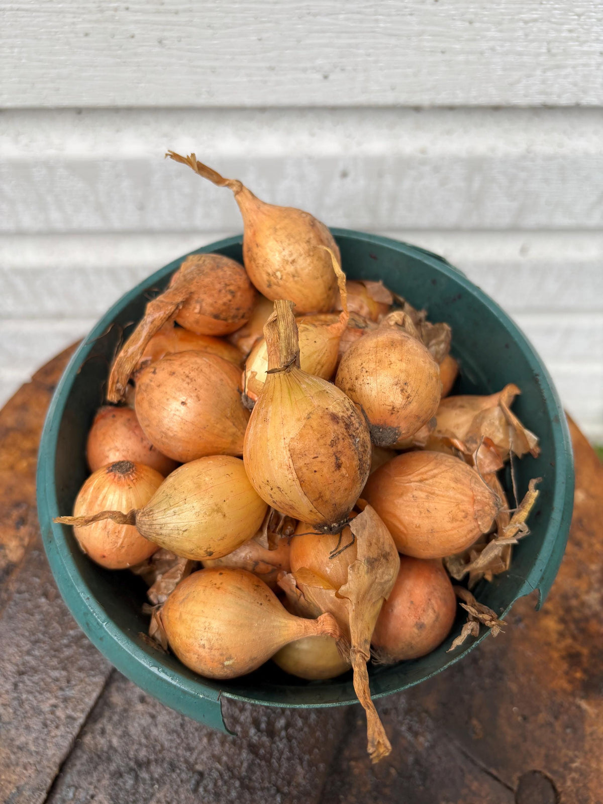 Vidalia Sweet Onion Bulbs