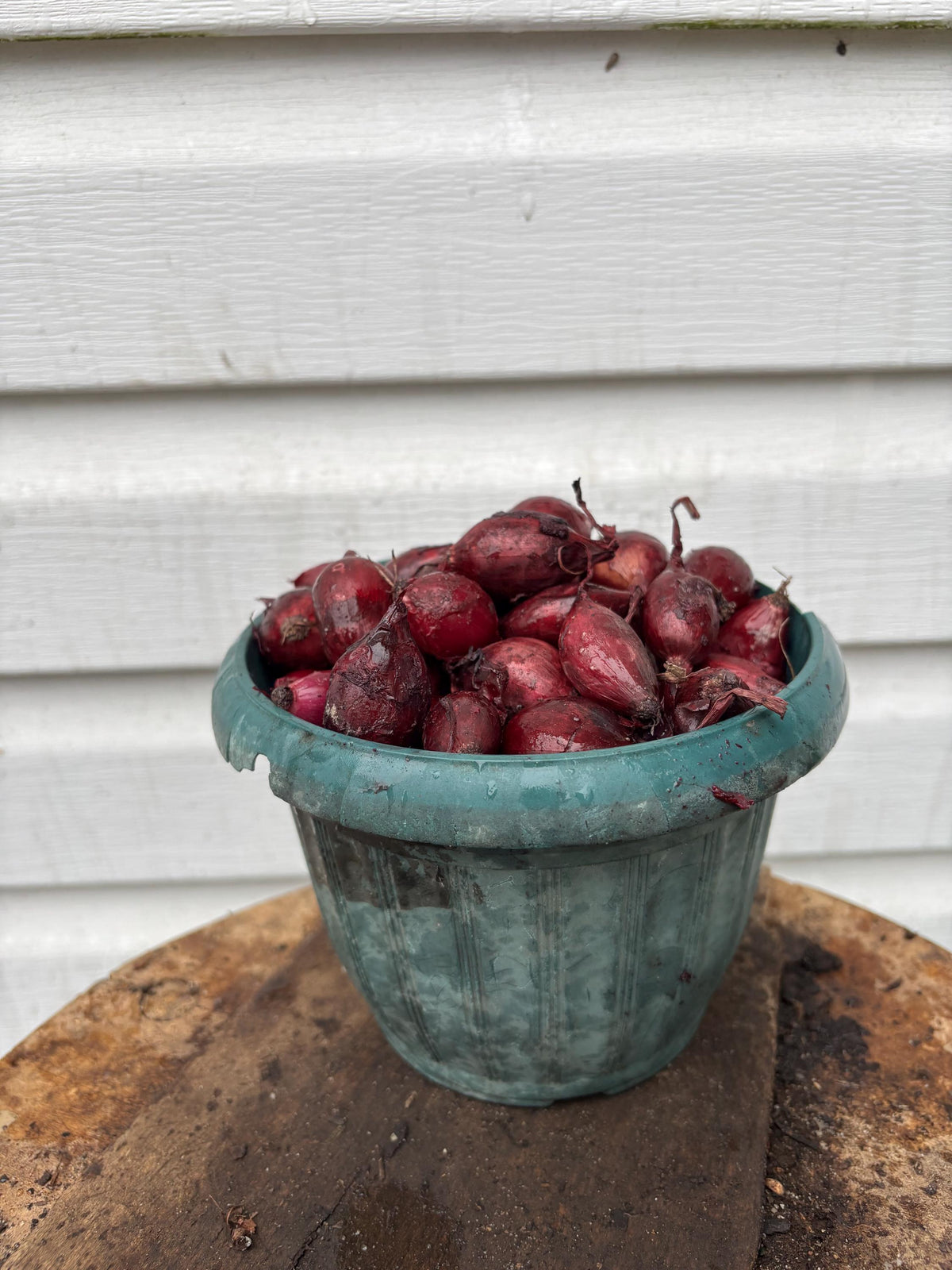 Red Onion Bulbs