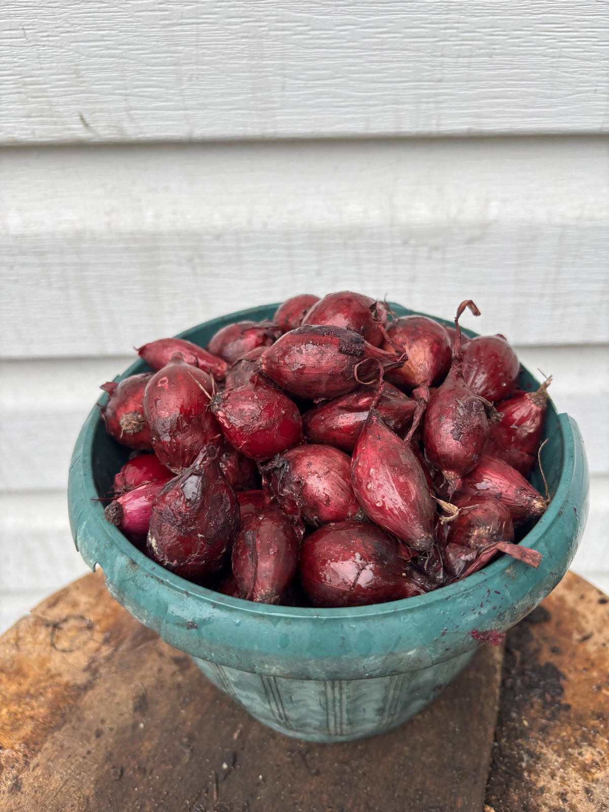 Red Onion Bulbs