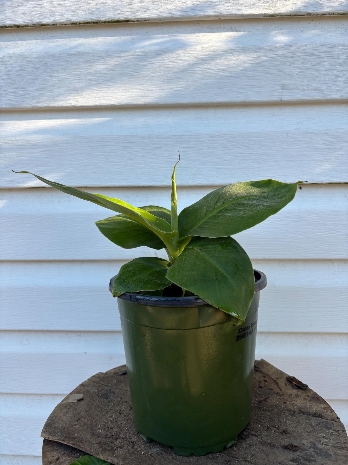 Truly Tiny Banana