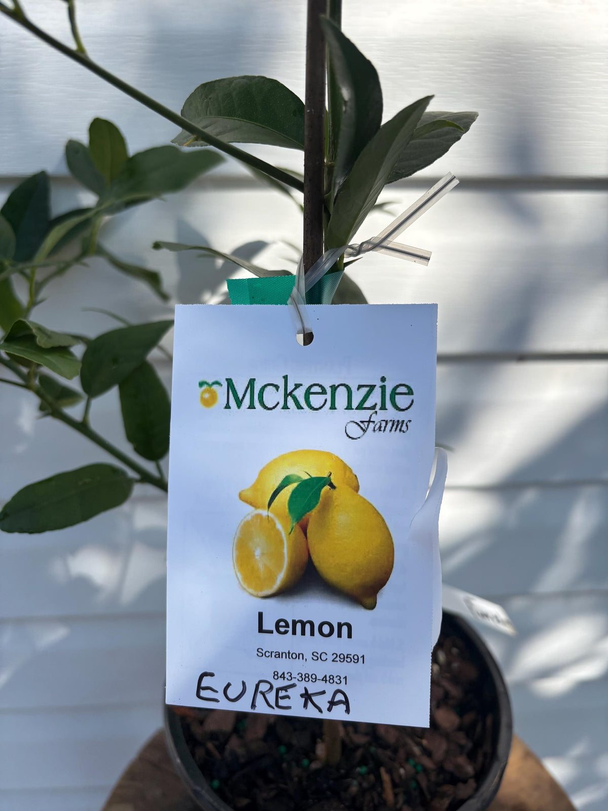 1 Gallon Dwarf Eureka Lemon