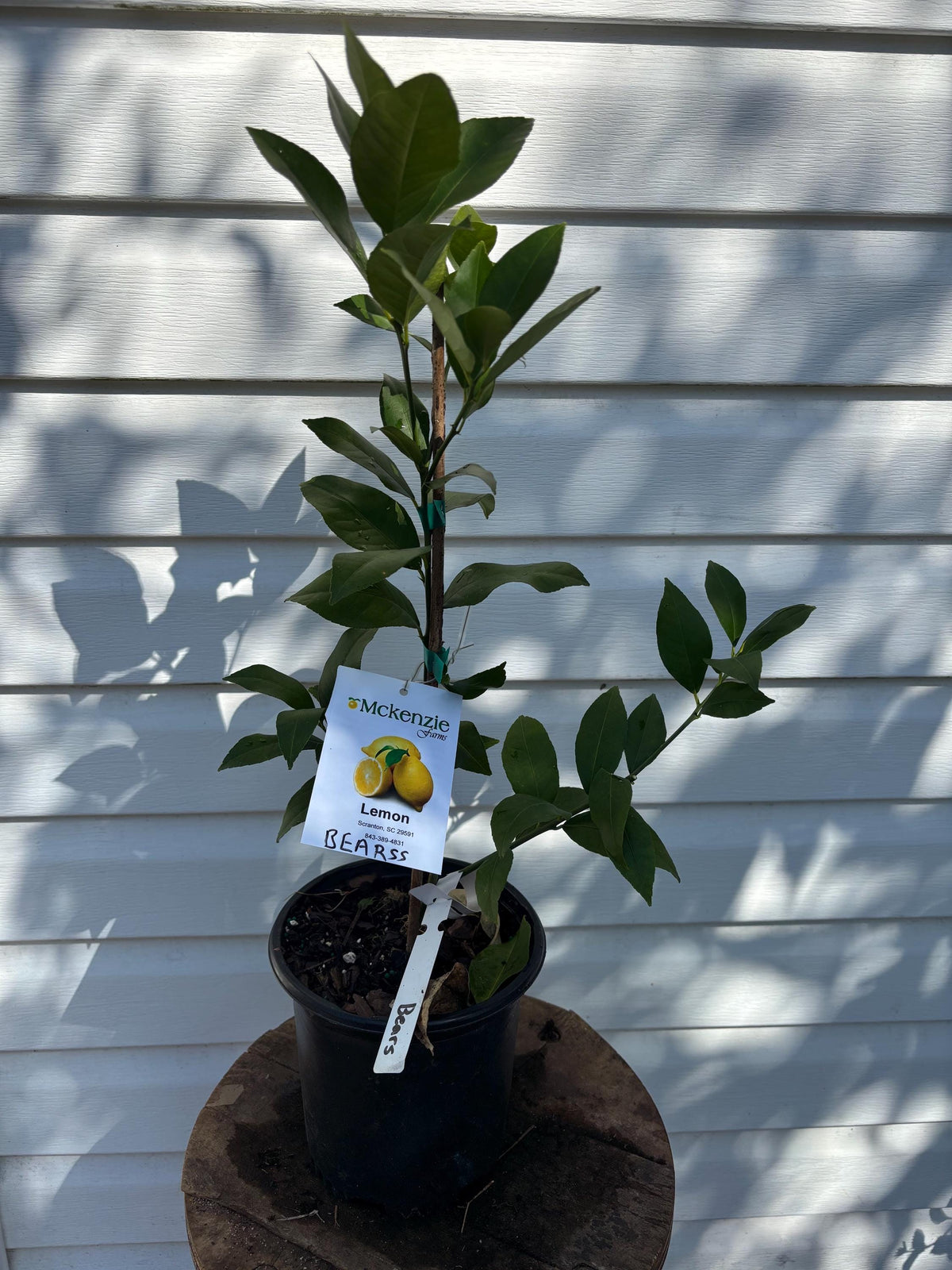 1 Gallon Dwarf Bearss Lemon