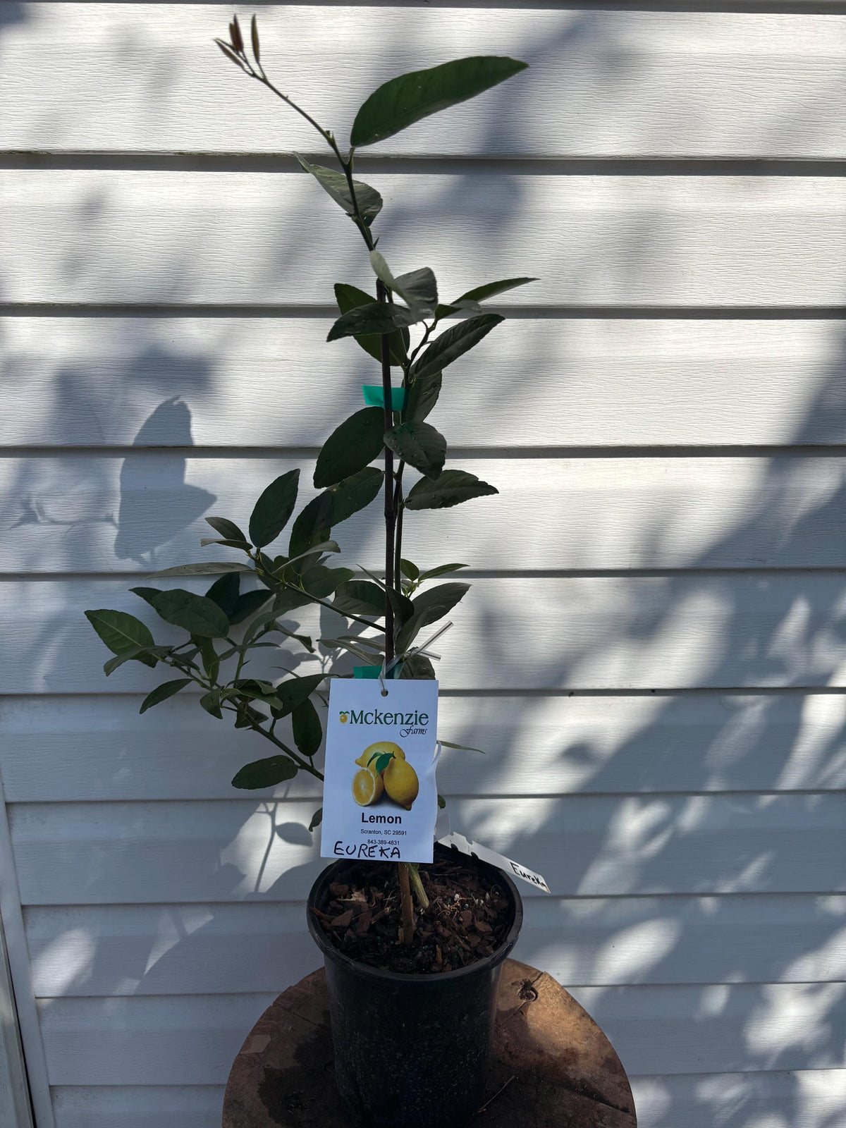 1 Gallon Dwarf Eureka Lemon