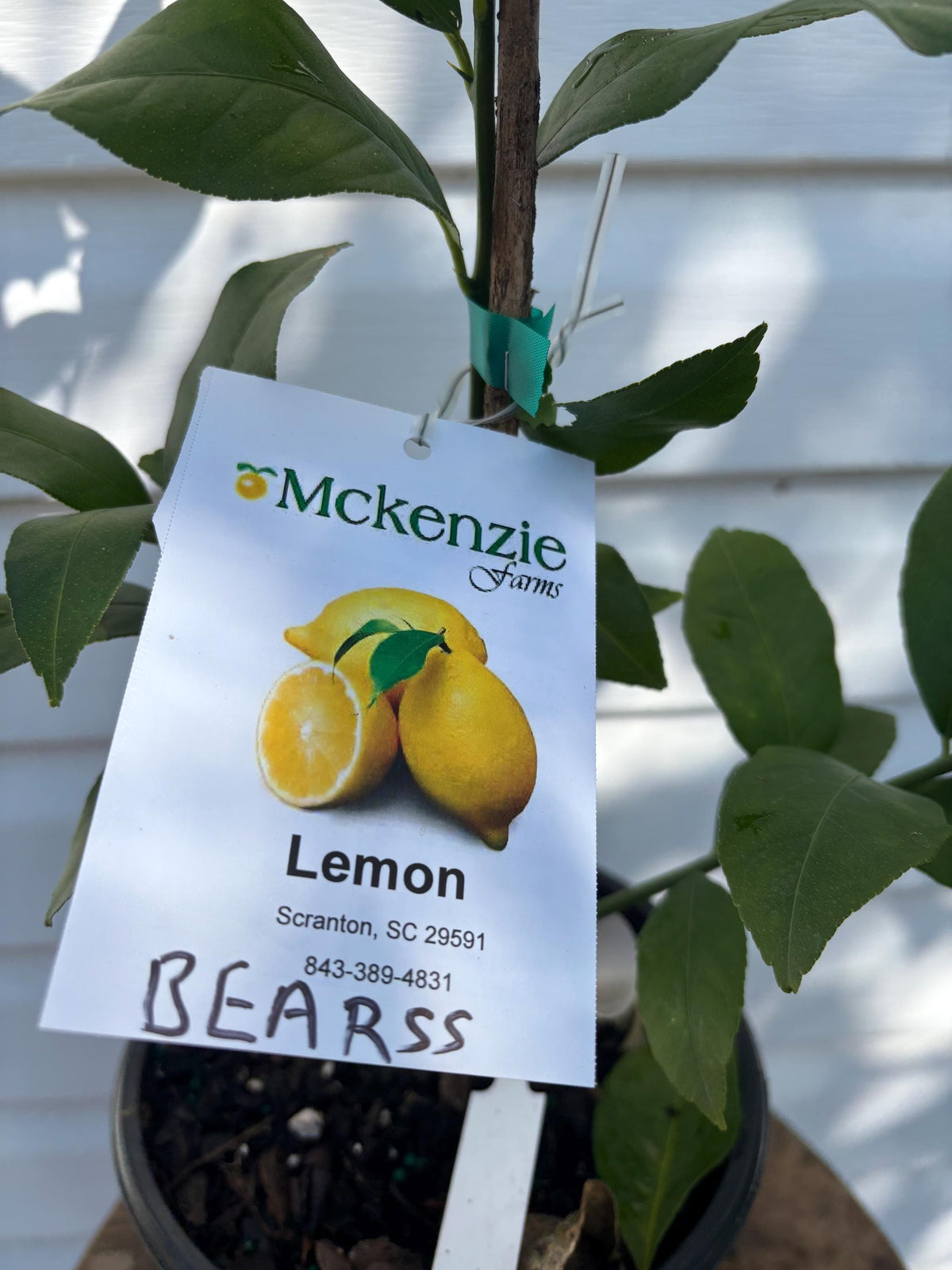 1 Gallon Dwarf Bearss Lemon