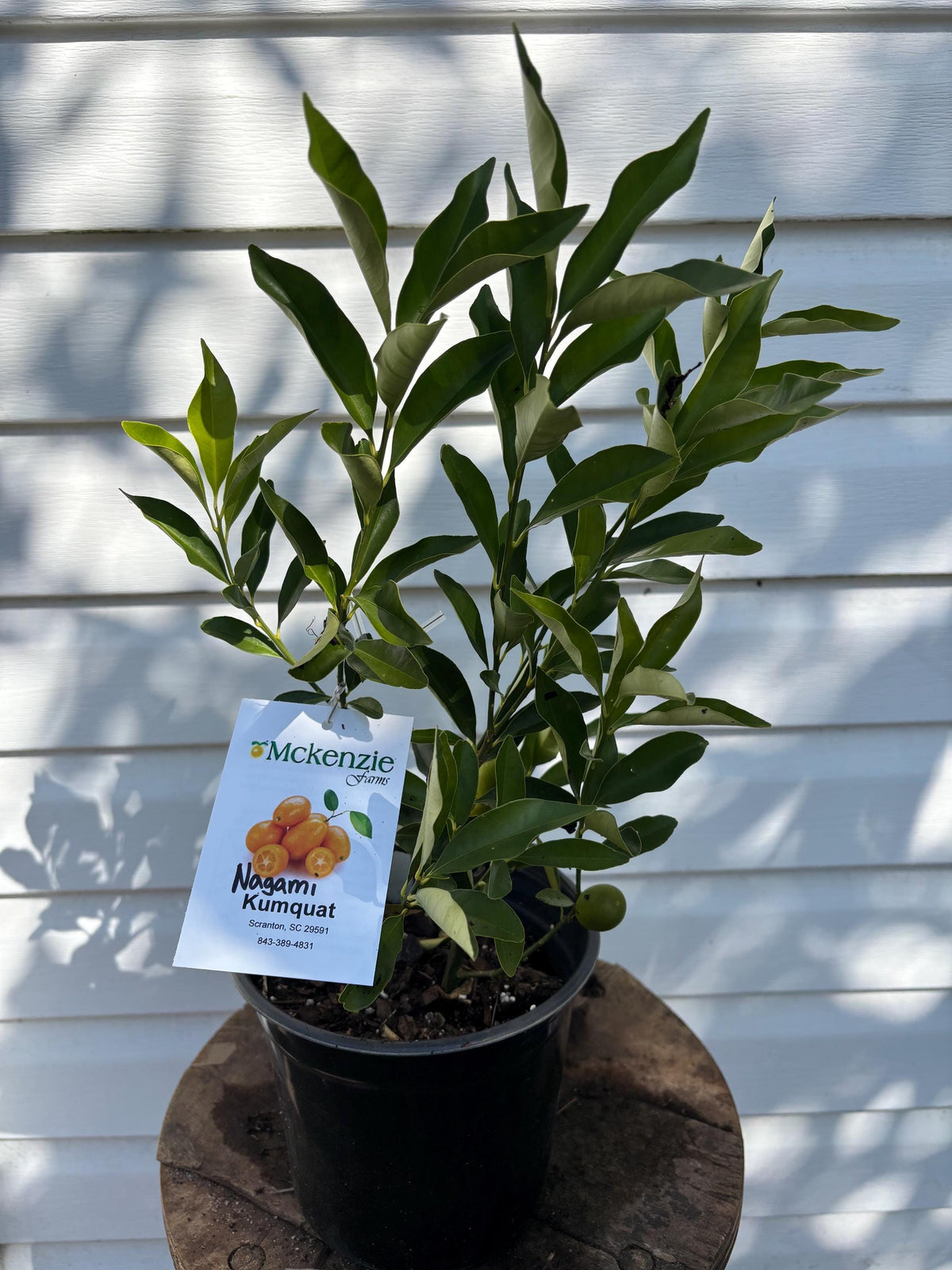 1 Gallon Dwarf Nagami Kumquat