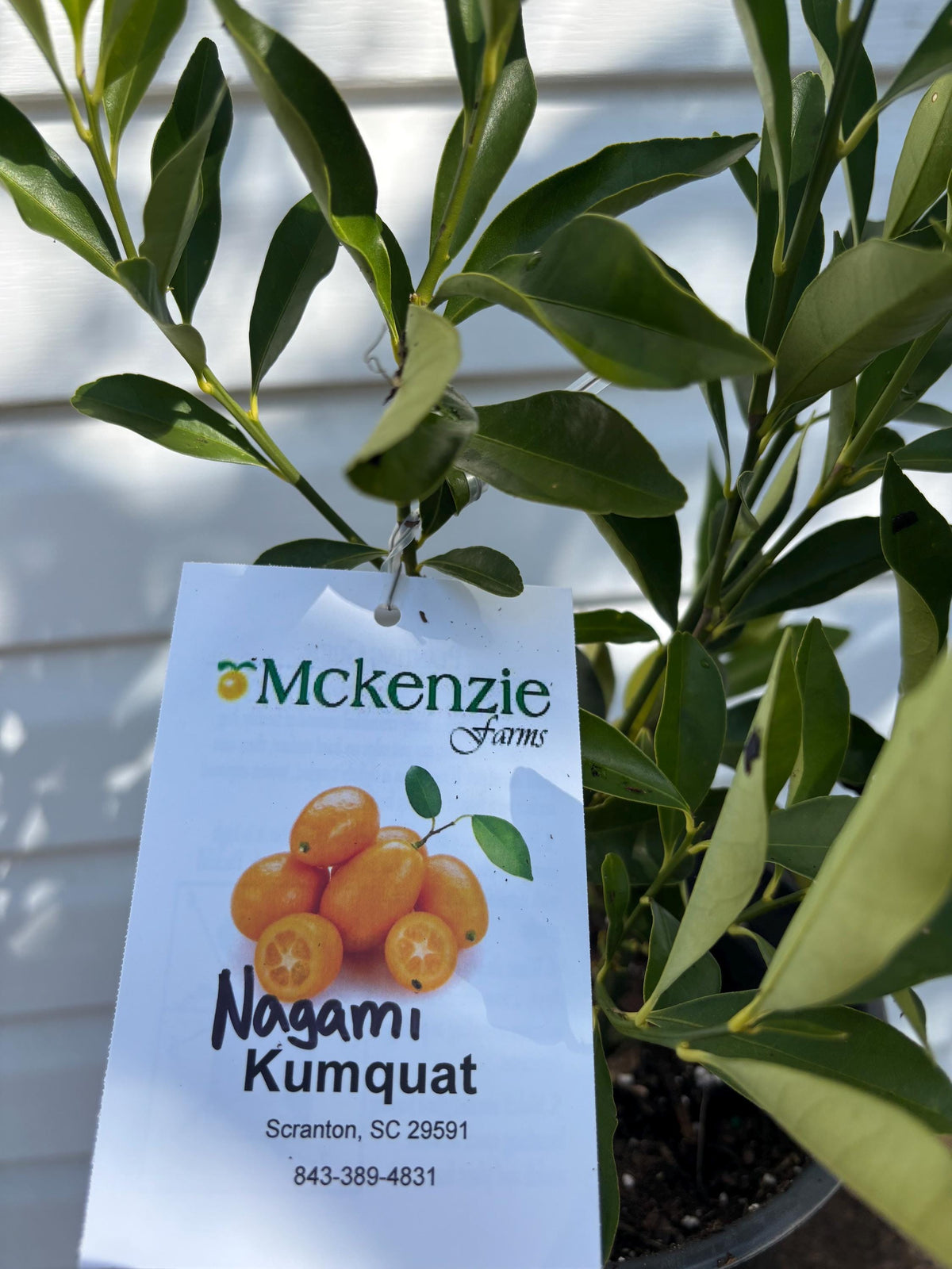 1 Gallon Dwarf Nagami Kumquat